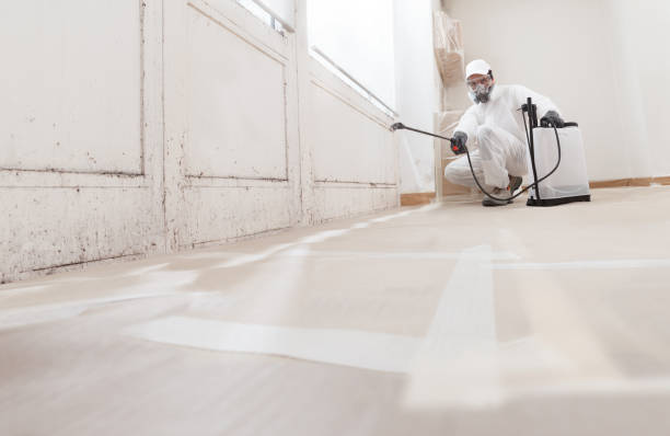 Black mold remediation team in Avenue